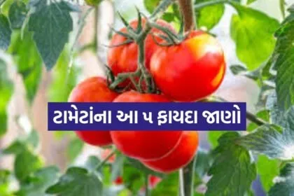 Tomato 1804