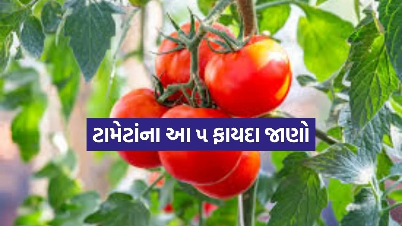 Tomato 1804.jpg