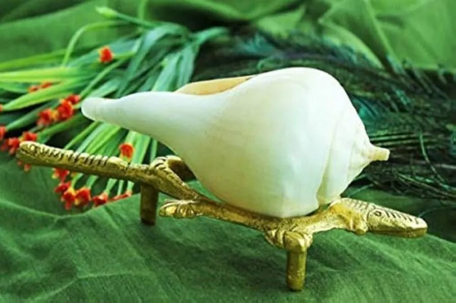 conch shell