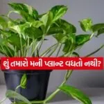 INDIA 1 40
