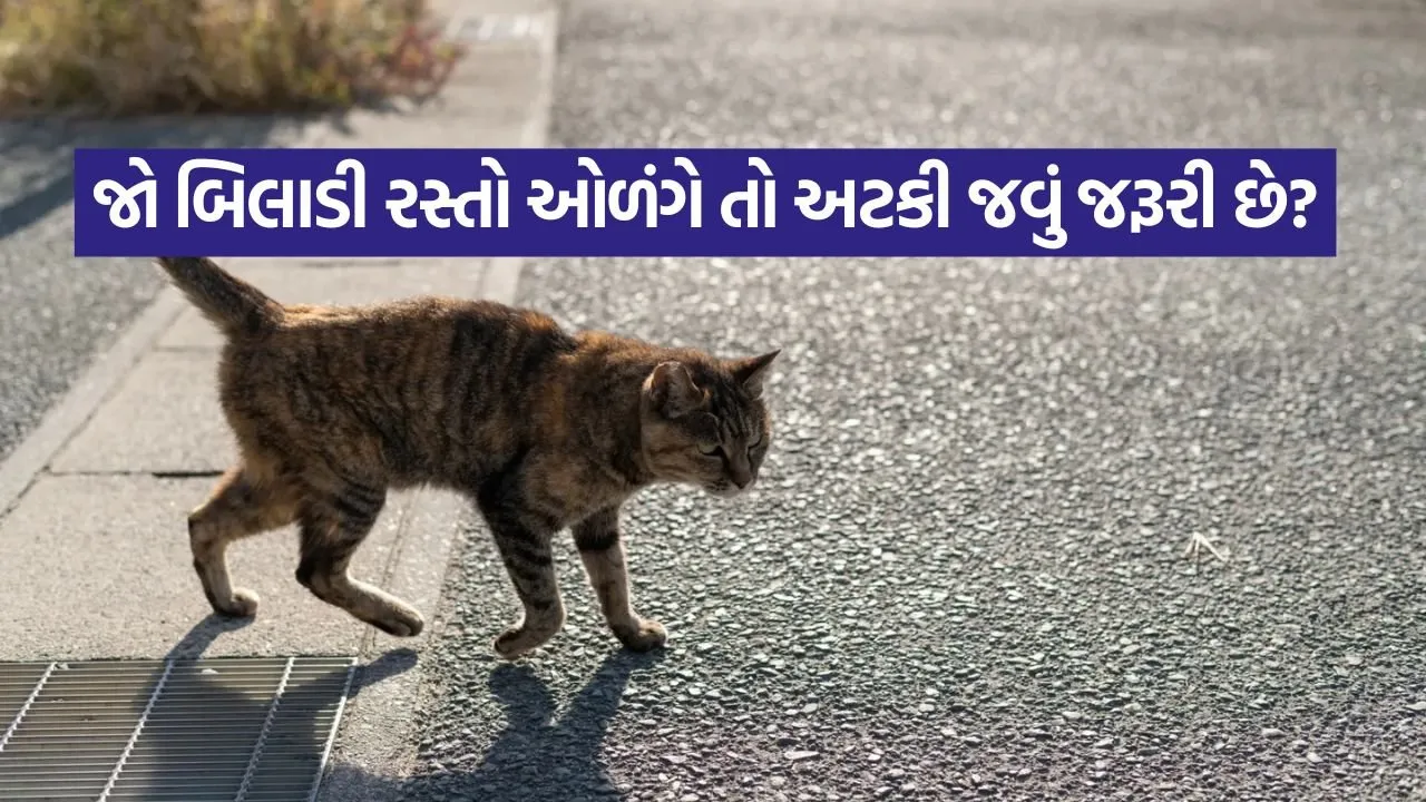 CAT 2404.jpg