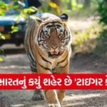 Tiger capital