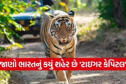 Tiger capital