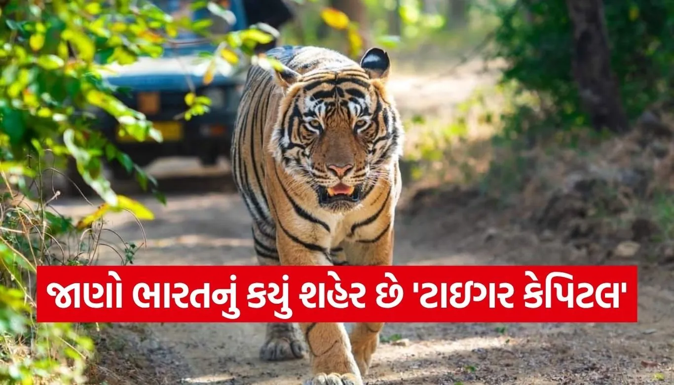 Tiger capital