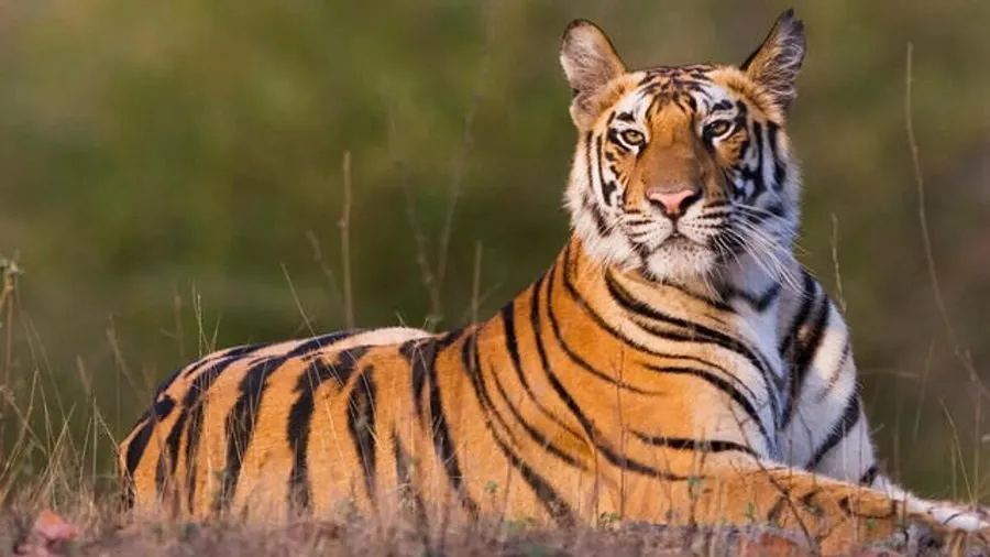 Tiger capital
