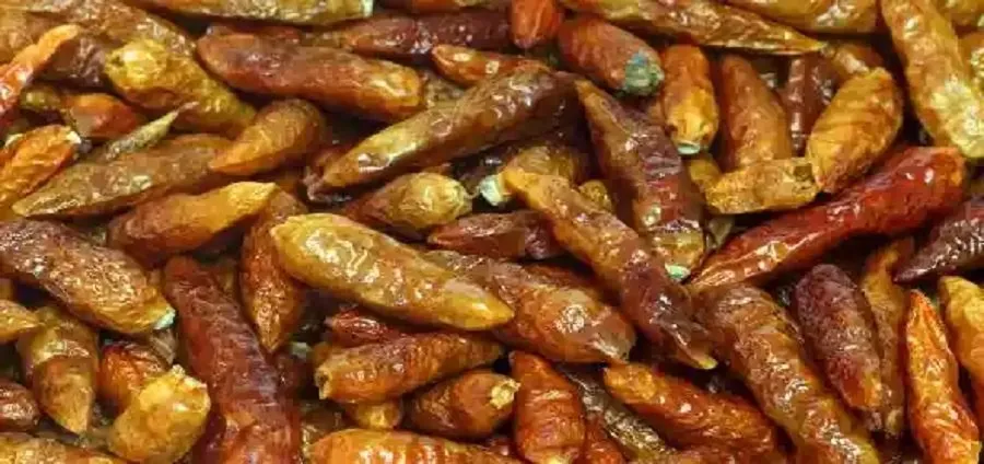 દહીંવાળા મરચાંની રેસીપી: જમવાનો સ્વાદ બમણો કરી દેશે આ તીખા-ચટપટા સુકવેલા મરચાં 3 chili.jpg