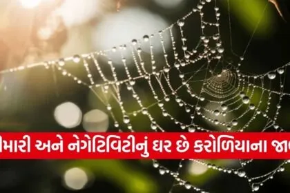 Spider webs