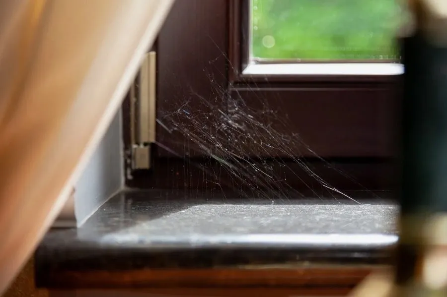 Spider webs