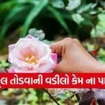 Flower Picking