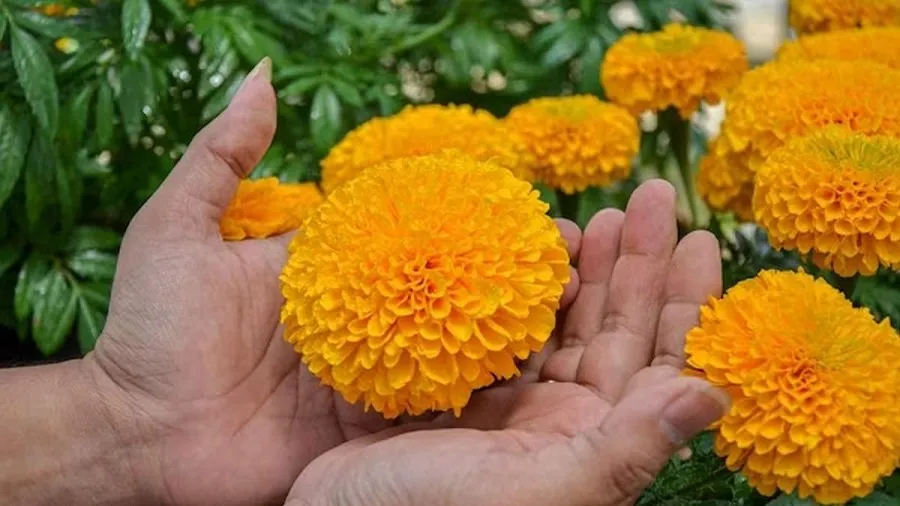 શું રાત્રે વૃક્ષો પણ આપણા જેમ સૂઈ જાય છે? વડીલોની આ જૂની શિખામણ પાછળનું સત્ય જાણીને ચોંકી જશો! 2 Flower Picking