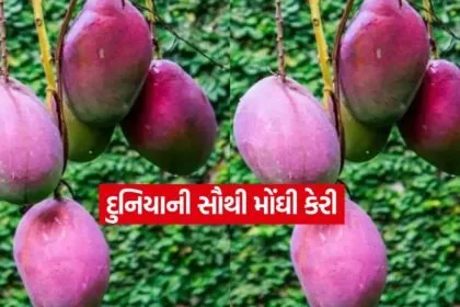 dharmishtha 1 9