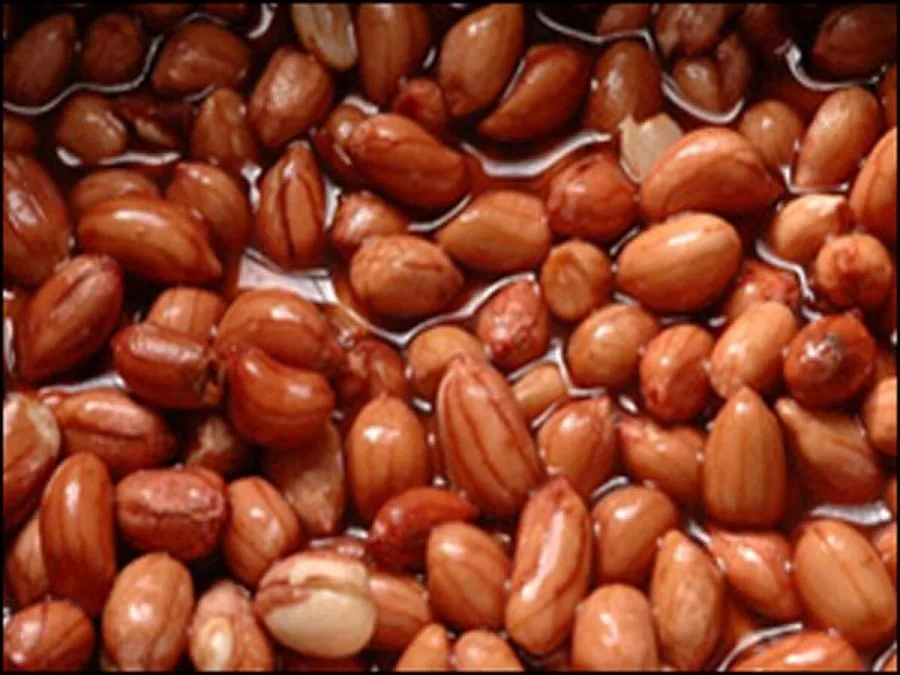ઉનાળામાં પલાળેલી મગફળી ખાવાના ફાયદા: પલાળવાથી બદલાઈ જાય છે તેની તાસીર, જાણો હેલ્થ બેનિફિટ્સ 2 sing2.jpg