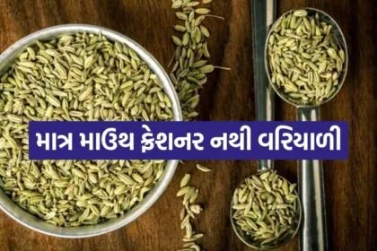 Fennel seeds 2305