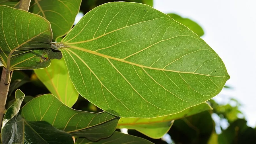 Banyan Leaf