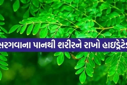 Moringa 0406