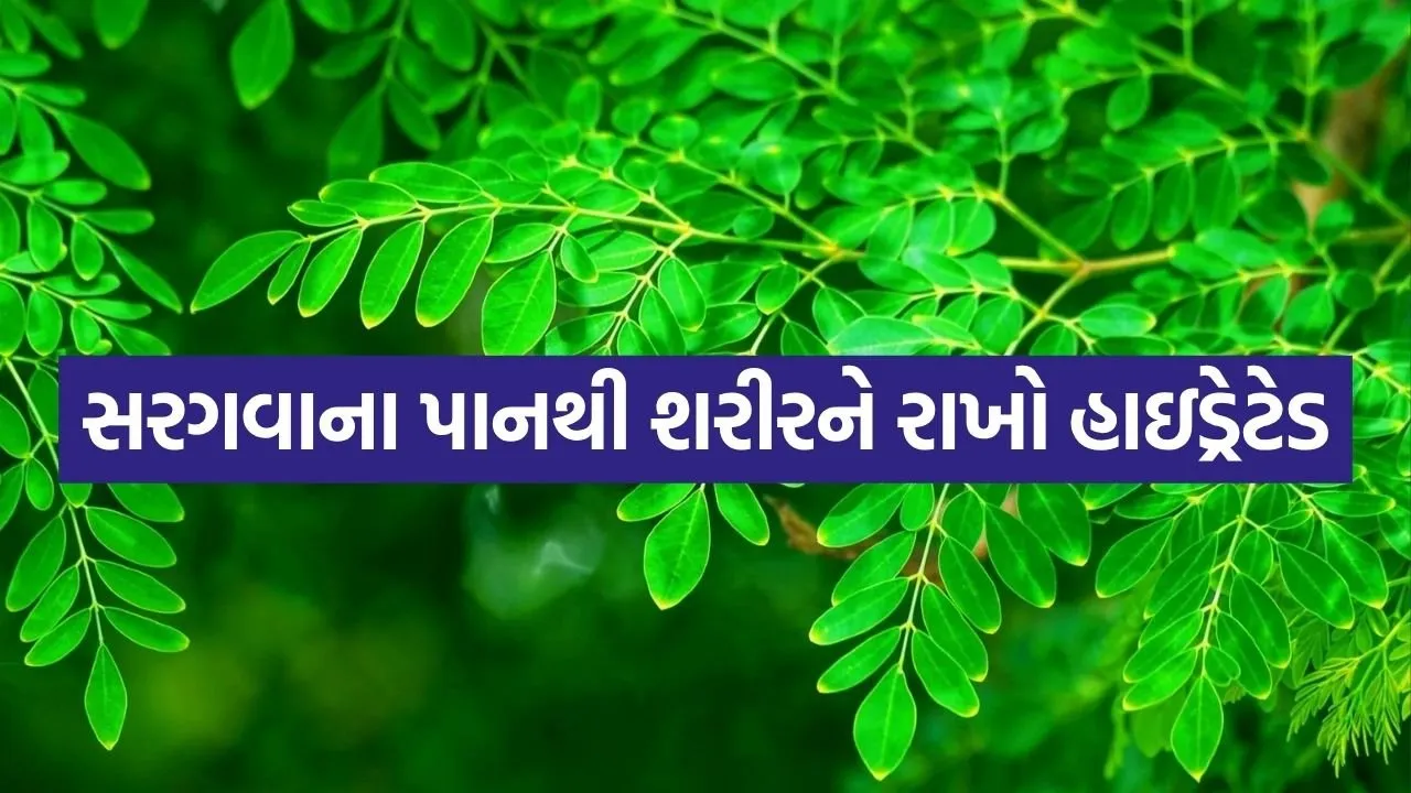 Moringa 0406.jpg