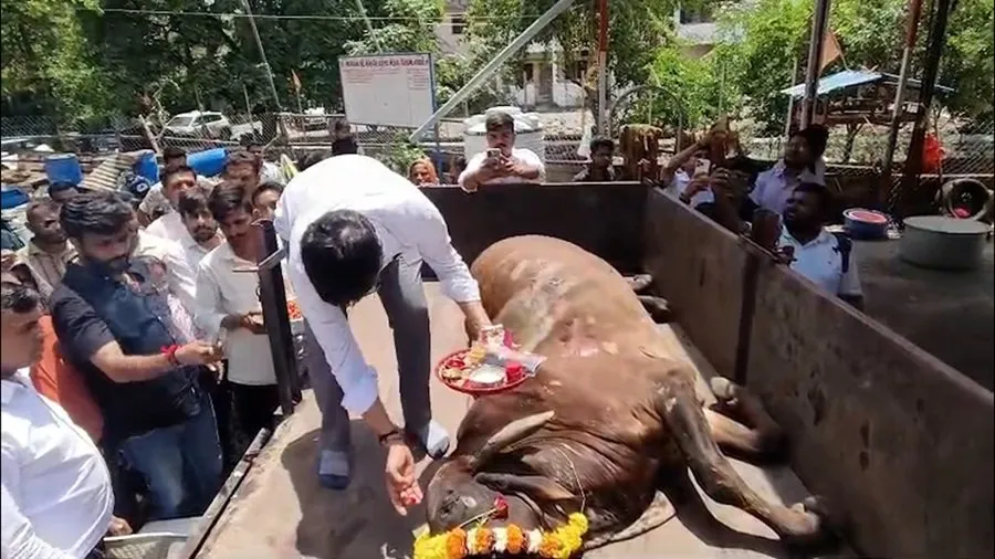 નવસારીમાં ગૌમાતાના સન્માનનો નવો સૂર્યોદય: મેયર અશોક ધોરાજીયાએ આપેલું વચન પાળ્યું, હવે ડમ્પિંગ યાર્ડ નહીં પણ સન્માનપૂર્વક અપાશે અંતિમ વિદાય! 3 cow1.jpg
