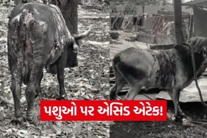 India 2026 06 05T181849.119