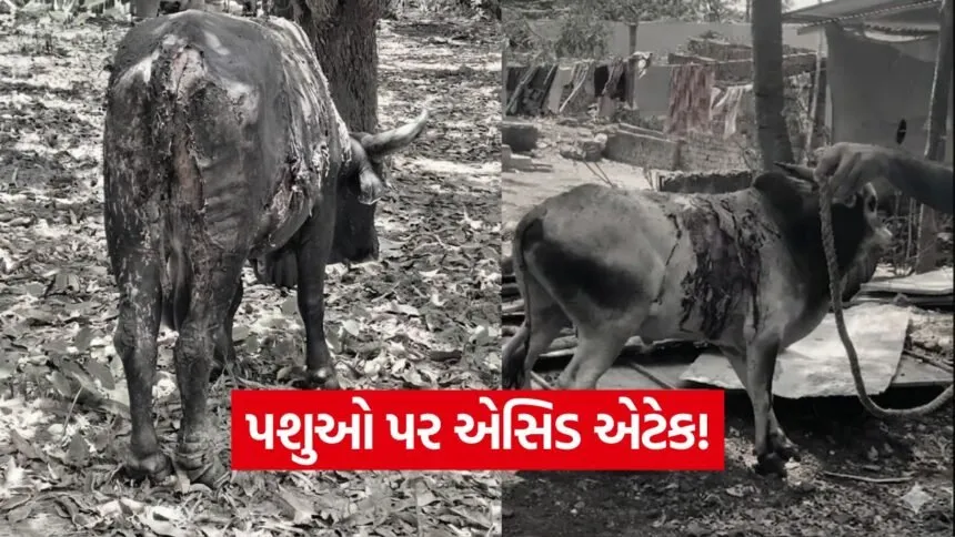 India 2026 06 05T181849.119
