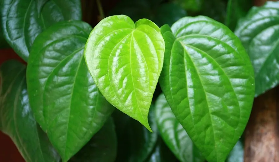 Betel Leaf 