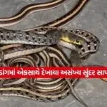 Dharmishtha 6