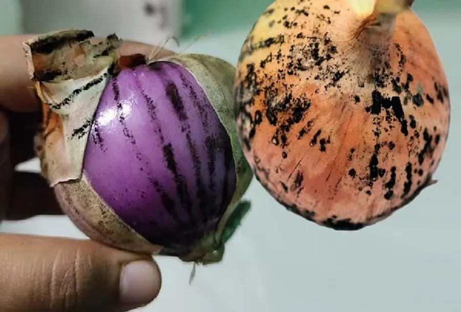 શું કાળા ડાઘાવાળી ડુંગળી ફેંકી દેવી જોઈએ? જાણો તે સ્વાસ્થ્ય માટે હાનિકારક છે કે નહીં 3 onion.jpg