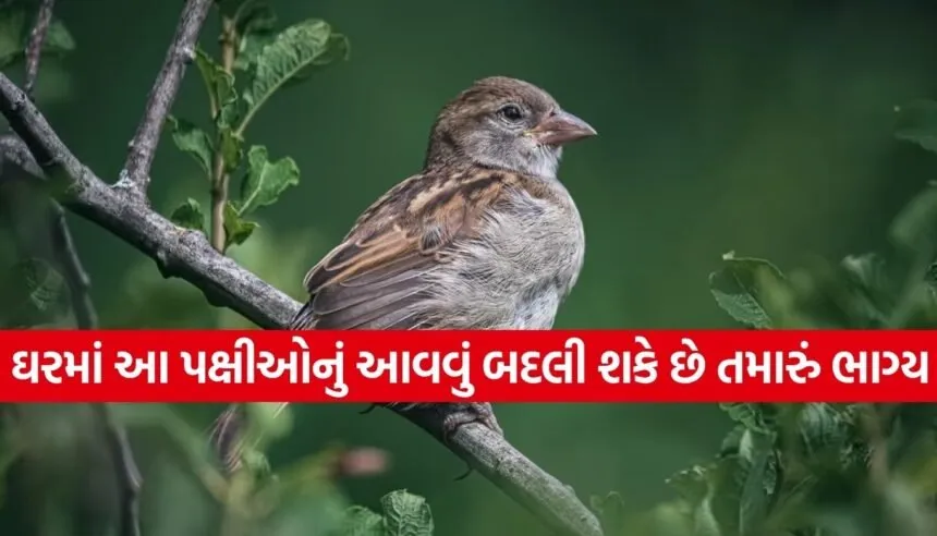 Birds