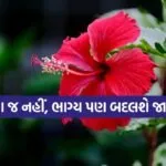 Hibiscus Plant