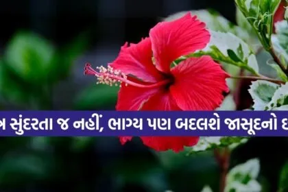 Hibiscus Plant