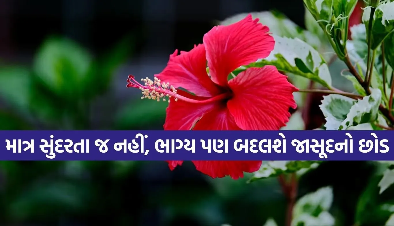 Hibiscus Plant