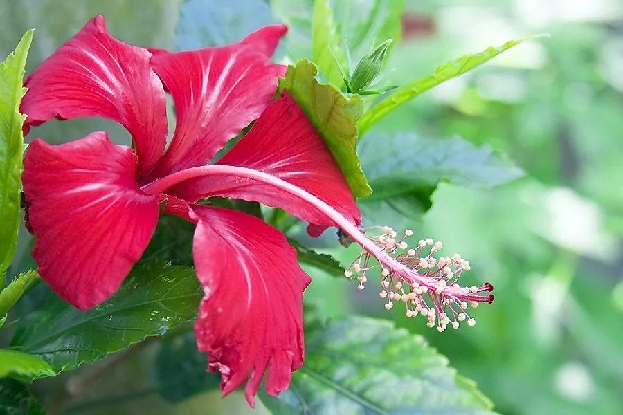 Hibiscus Plant