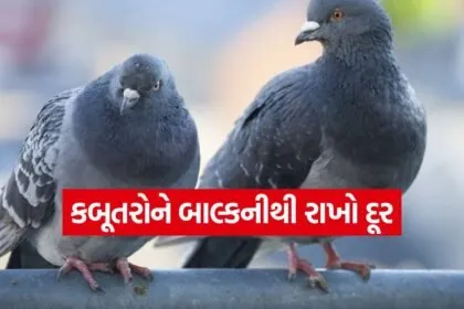 Pigeons 1606