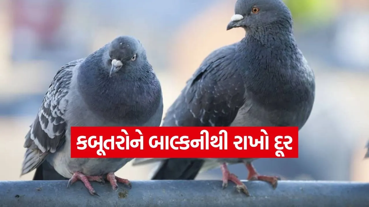 Pigeons 1606.jpg
