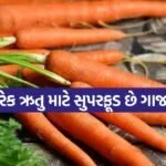 carrots 1606