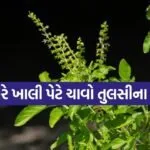 Tulsi 1606