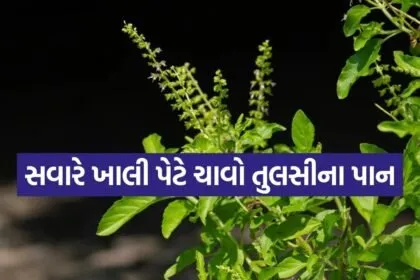 Tulsi 1606