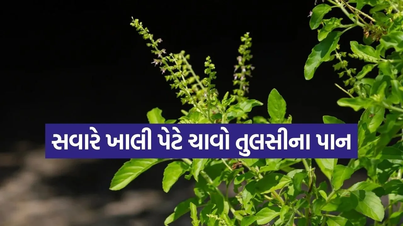 Tulsi 1606.jpg