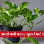 India 2026 06 20T180738.349