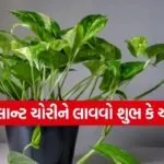 Money plant