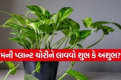 Money plant