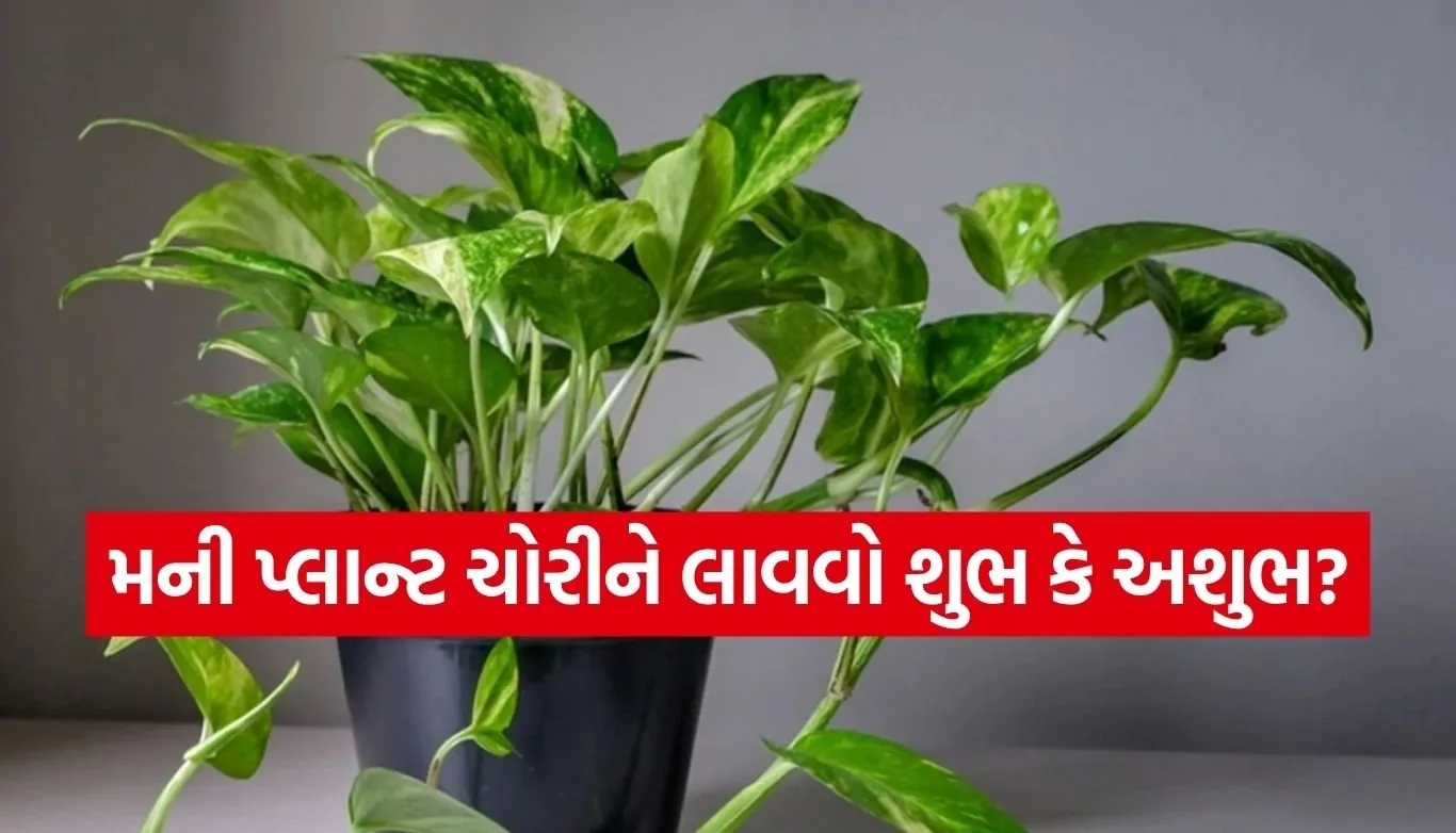 Money plant