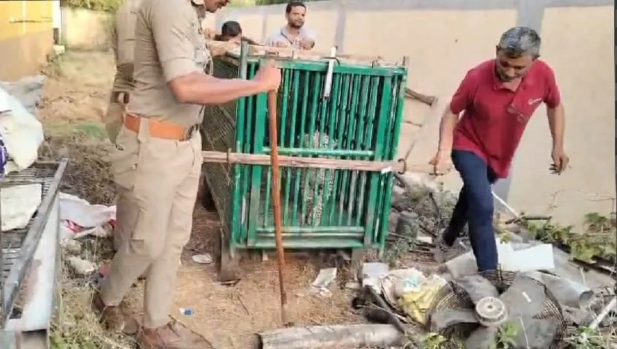 સોમનાથ મંદિર નજીક દીપડાનો આતંક સમાપ્ત: વનવિભાગના પાંજરામાં દીપડો કેદ 2 dipdu.jpg