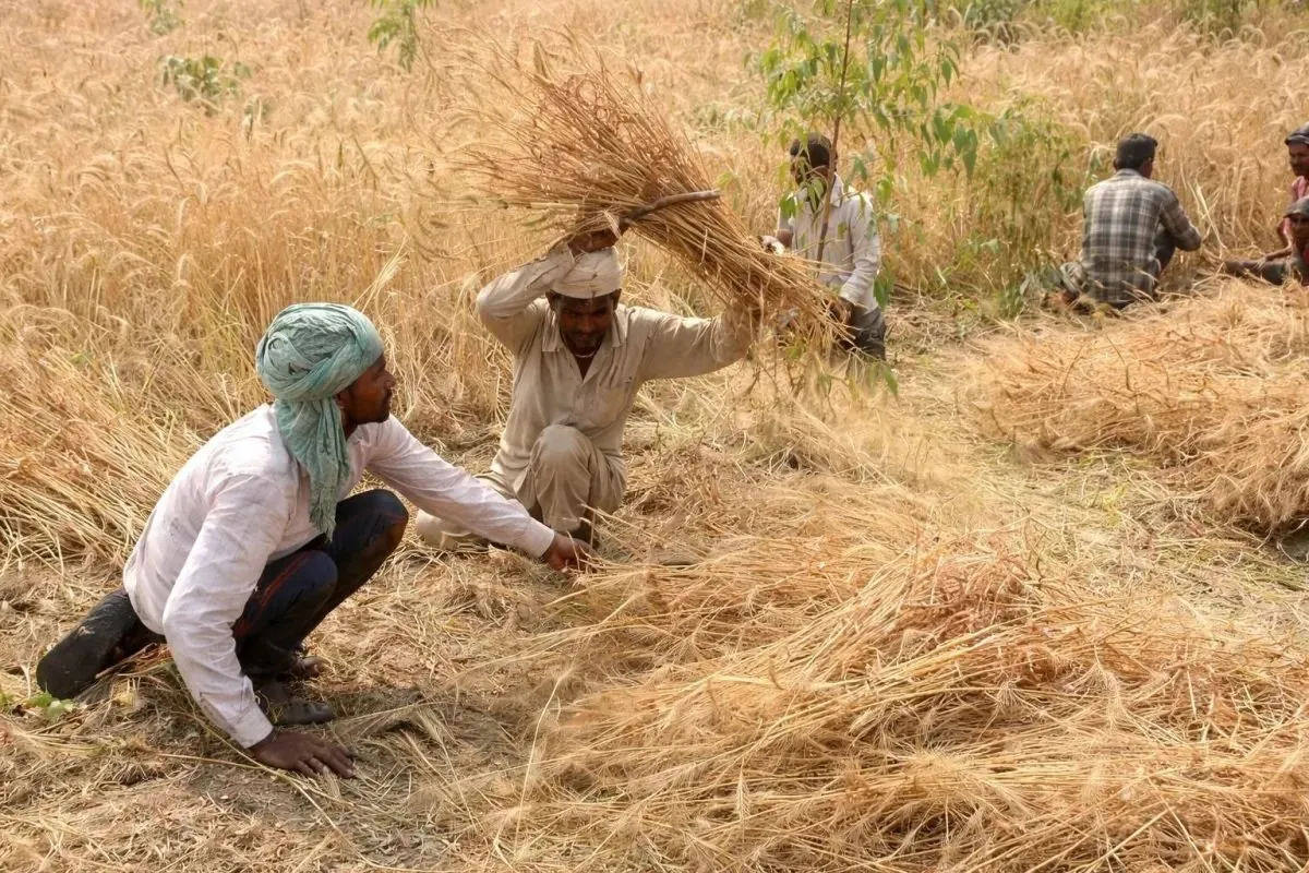 MGNREGA બંધ! હવે ગામડાના લોકો માટે આવી ગઈ નવી 'દમદાર' યોજના, જાણો શું બદલાયું? 3 manrega 1.jpg