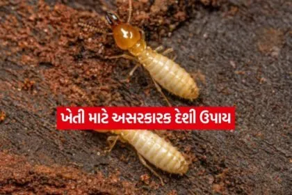 Farming Tips11