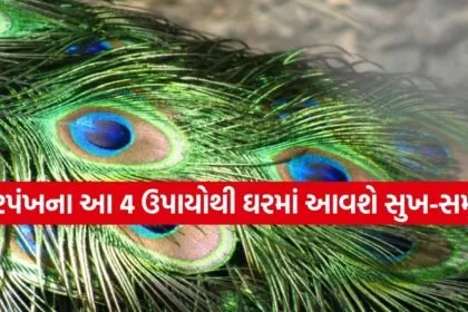 Peacock Feather