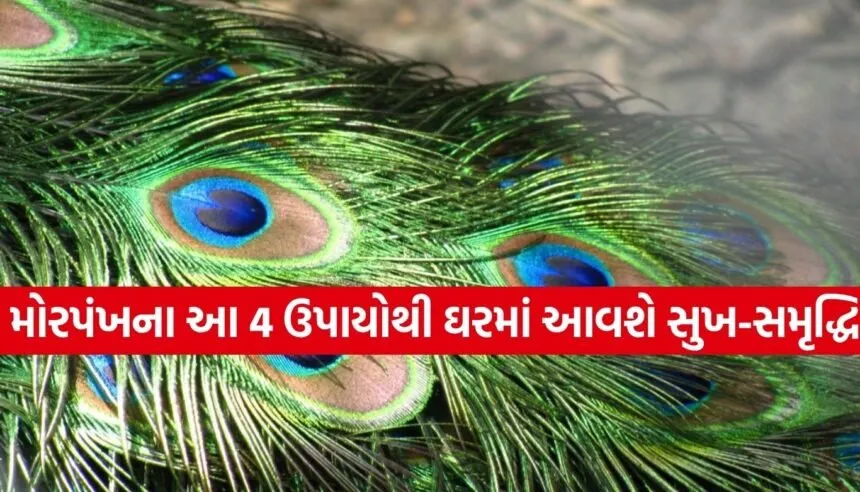 Peacock Feather