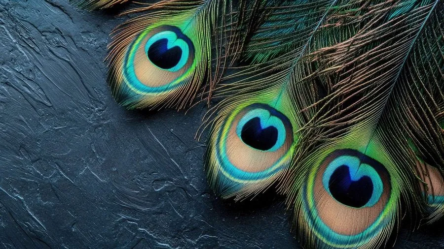 Peacock Feather