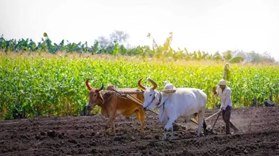 હવે ખેતીમાં પણ રોશન થશે કરિયર! કેન્દ્રની 'પ્રગતિ યોજના'થી 20,000 યુવાનો બનશે કૃષિ ઉદ્યોગસાહસિક 3 Farming.jpg