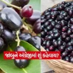 Jamun2