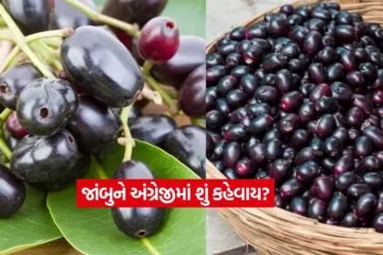 Jamun2